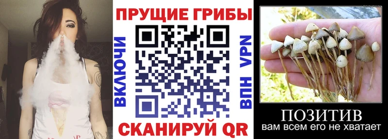 Псилоцибиновые грибы Psilocybe  купить   Болхов 