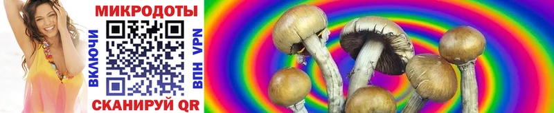 Галлюциногенные грибы Psilocybe Болхов